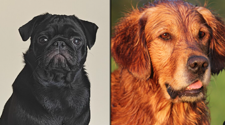 Capture decran 2026 05 13 085915 D&eacute;couvrez si votre chien est parmi les plus affectueux au monde