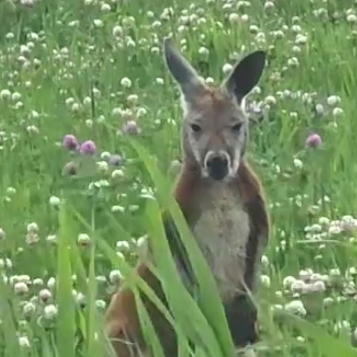 Capture decran 2026 06 17 184834 Derri&egrave;re la cavale insolite de ce kangourou, un vide l&eacute;gal qui inqui&egrave;te les d&eacute;fenseurs des animaux