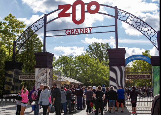 Capture le 2026 06 05 a 10.36.11 &laquo; Apr&egrave;s 4 ans de pr&eacute;paration &raquo; : Le Zoo de Granby accueille une nouvelle r&eacute;sidente tr&egrave;s sp&eacute;ciale