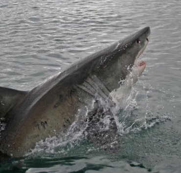 Percé : Un plongeur attaqué par un requin blanc 2 Percé : Un plongeur attaqué par un requin blanc Capture decran 2026 09 17 115820 Percé : Un plongeur attaqué par un requin blanc