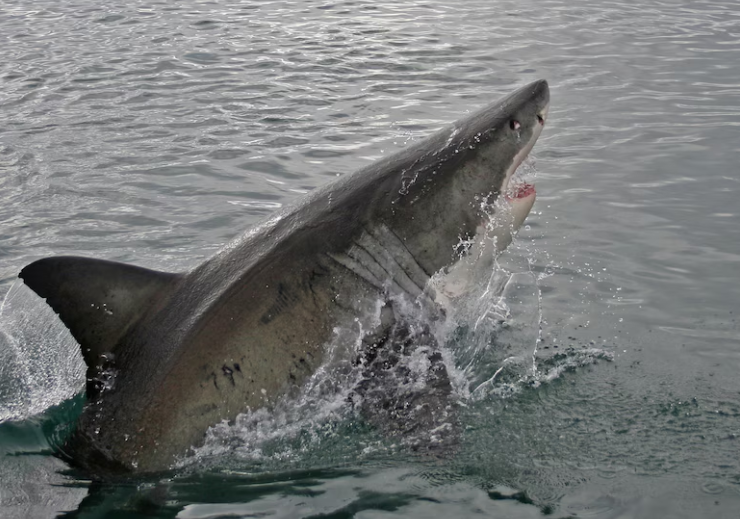 Capture decran 2026 09 17 115820 Perc&eacute; : Un plongeur attaqu&eacute; par un requin blanc