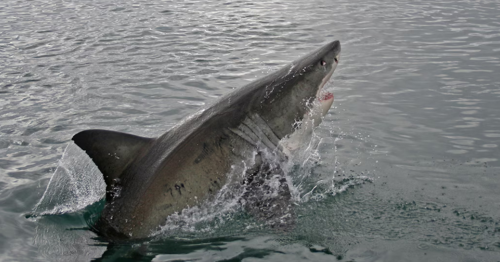 Capture decran 2026 09 17 115820 Perc&eacute; : Un plongeur attaqu&eacute; par un requin blanc