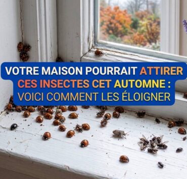 incectess Votre maison pourrait attirer ces insectes cet automne : voici comment les &eacute;loigner